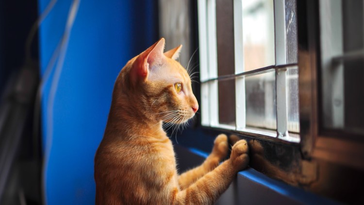 Рыжий кот на подоконнике