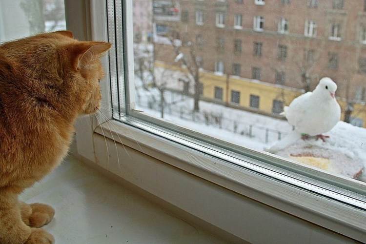 Рыжий кот на подоконнике