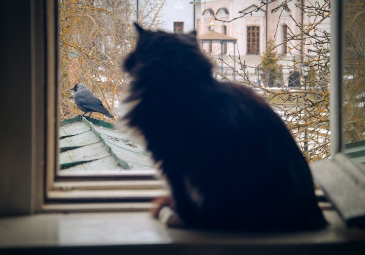 Птицы на окна