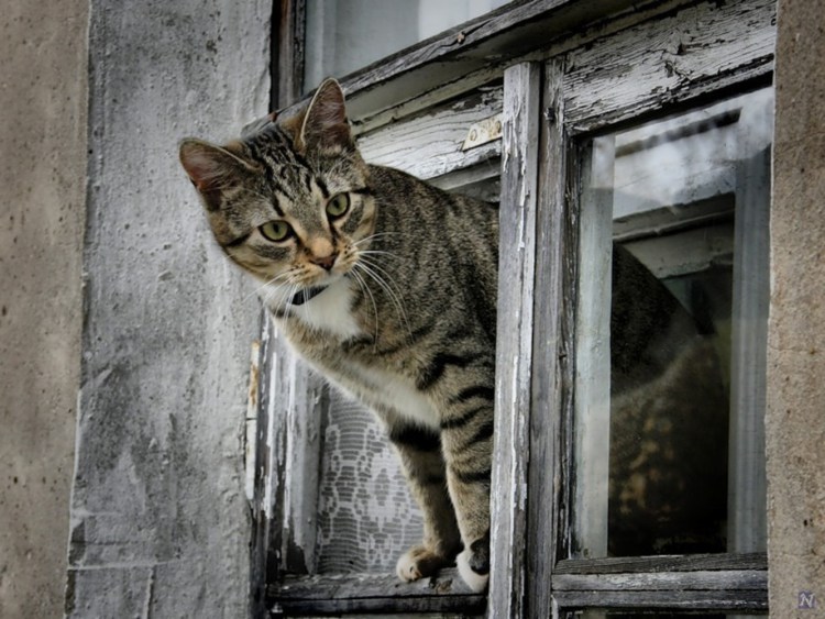 Кошки на окошке