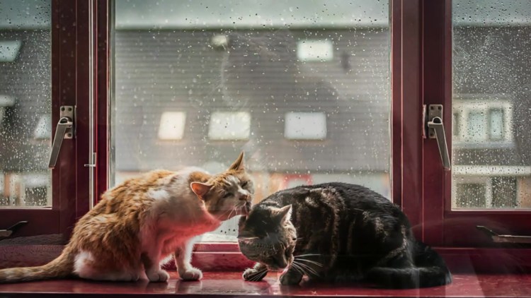 Кот на подоконнике дождь