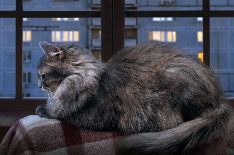 Кошка на окне