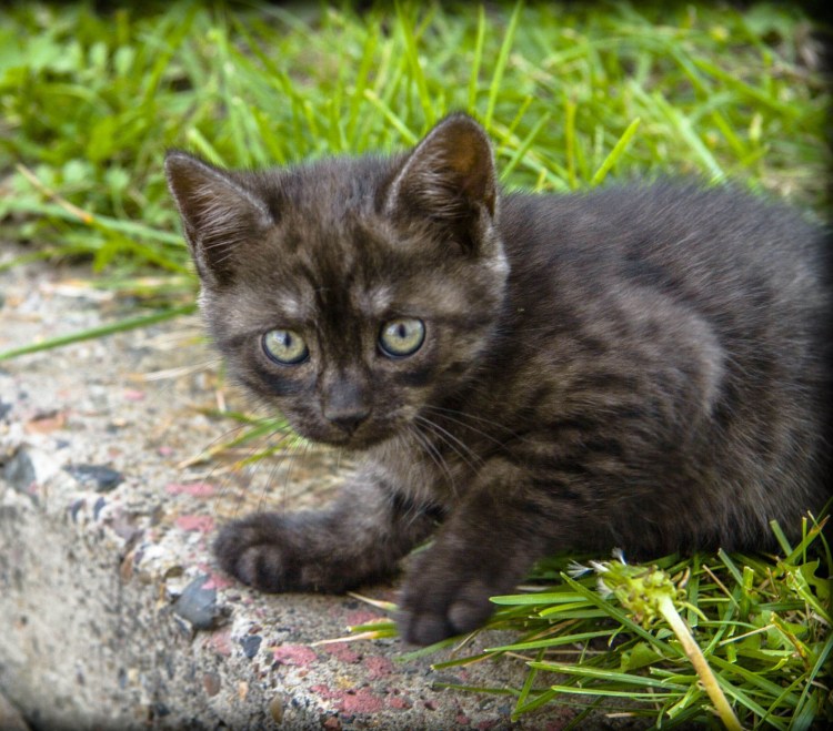 Котята темные полосатые