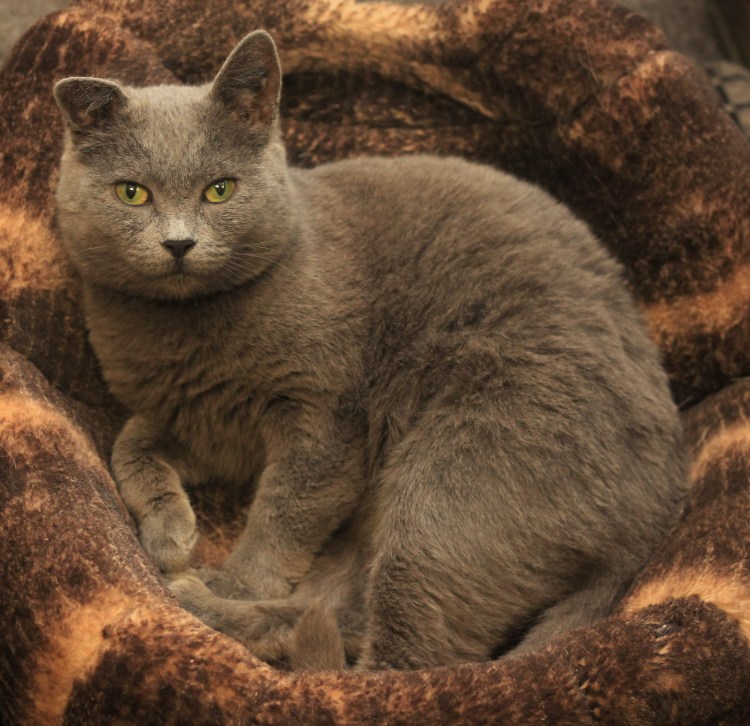 Шведская кошка