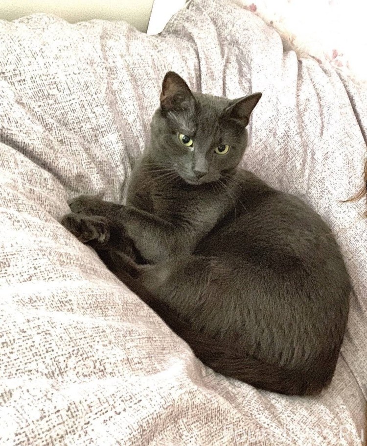 Серенгети кошка табби