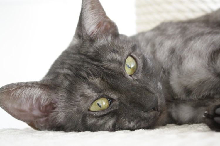 Сибирский голубая кошка короткошерстная