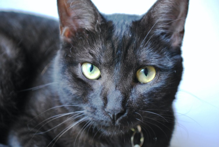 Азиатская дымчатая табби кошки