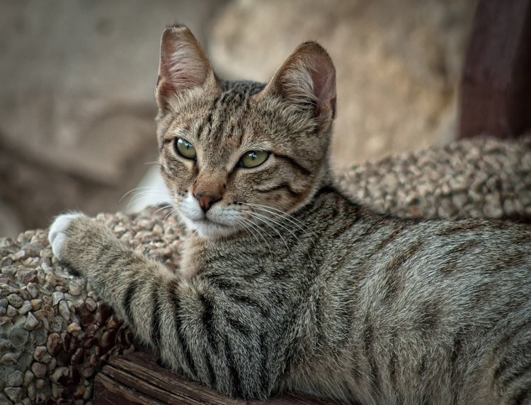 Азиатская дымчатая табби кошки