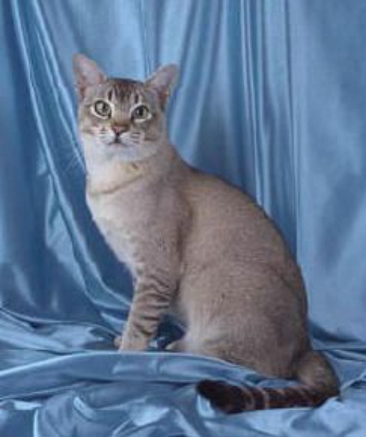 Британский дымчатый табби