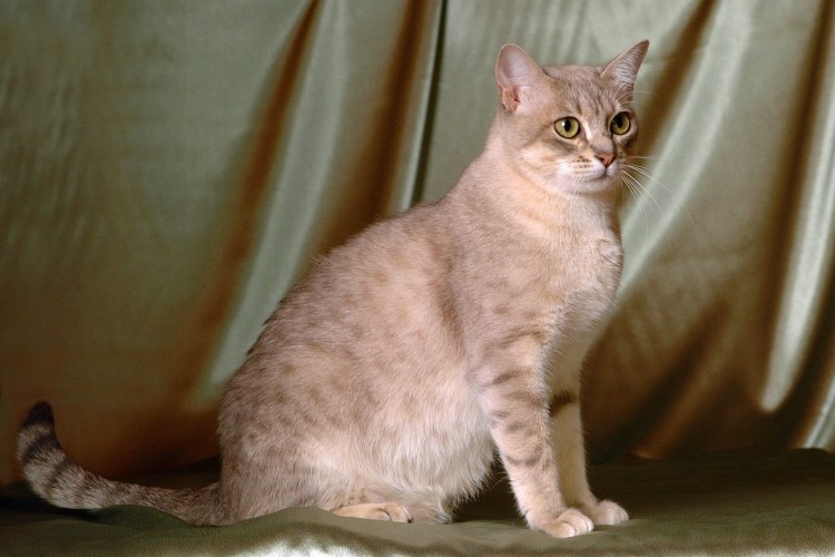 Австралийская дымчатая кошка австралийская мист