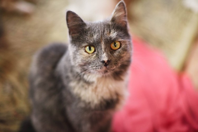 Азиатская табби кошка