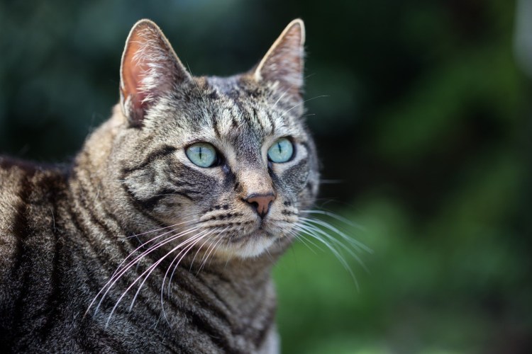 Порода кошек Бурмилла короткошерстная