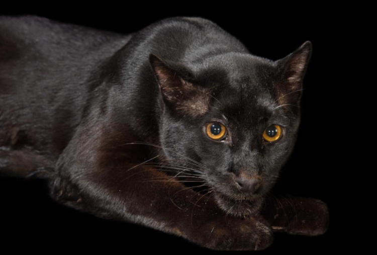 Кошка Темминка черная