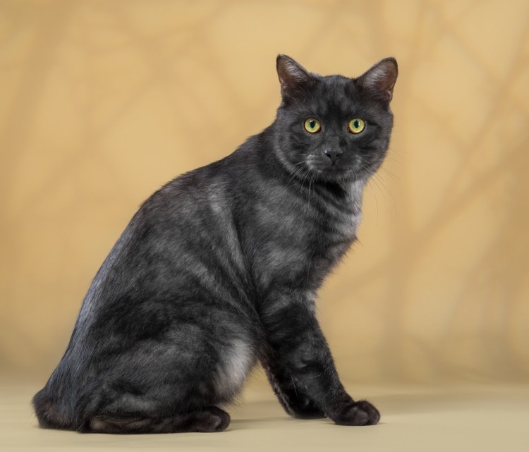 Азиатский табби дымчатый