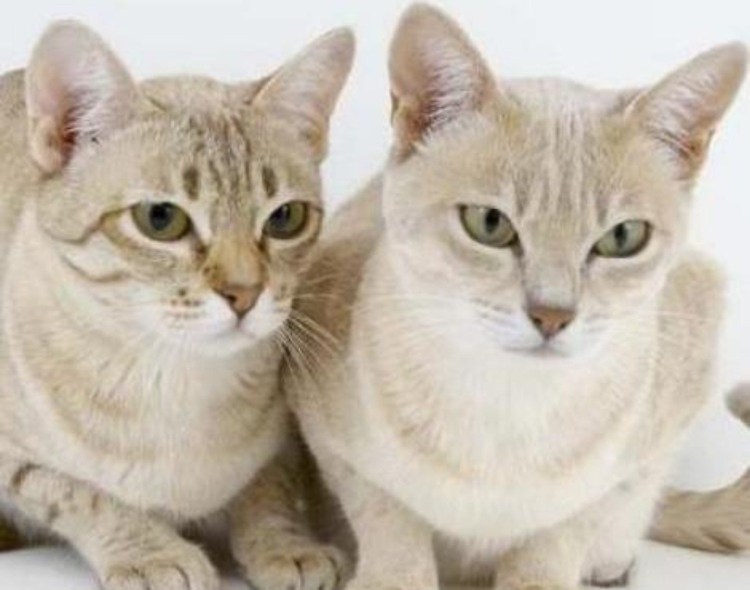 Азиатский табби дымчатый