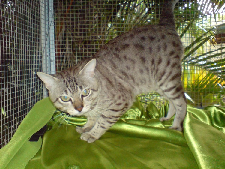 Дымчатый котенок фото