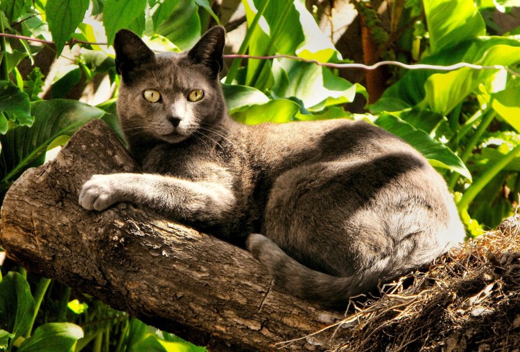 Австралийская дымчатая кошка