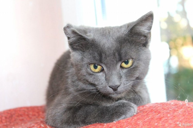 Бурмилла кошка