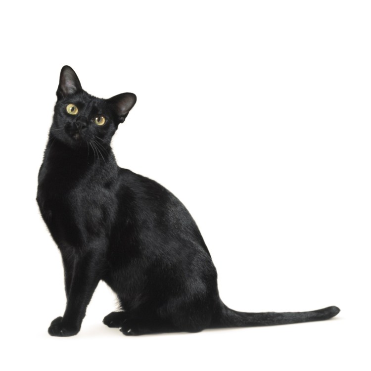 Дымчатый европейская короткошерстная кошка