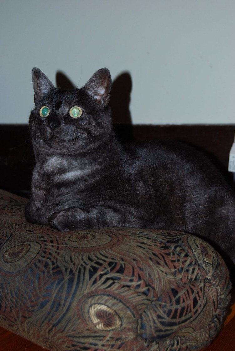 Британская короткошёрстная кошка черный дым