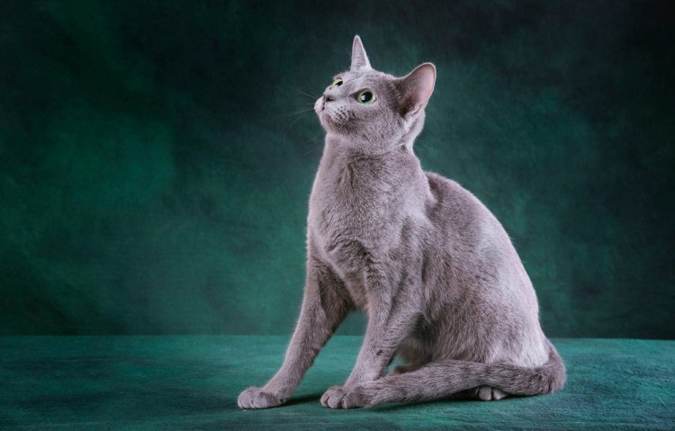 Австралийский мист голубой