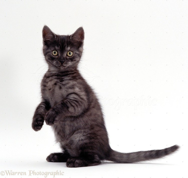 Дымчатый котенок британец