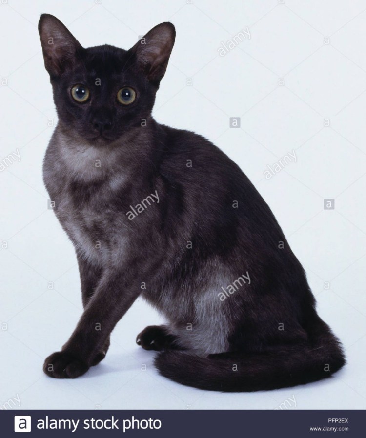 Австралийский мист дымчатая