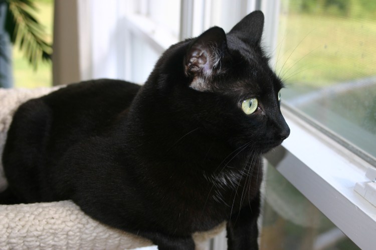 Чёрный дымчатый табби