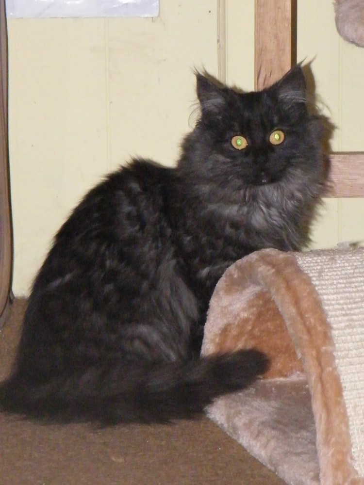 Азиатская табби кошка полосатая