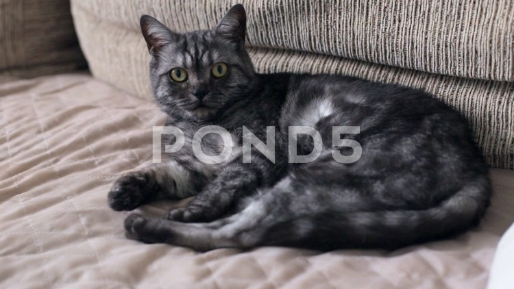 Бурмилла голубая