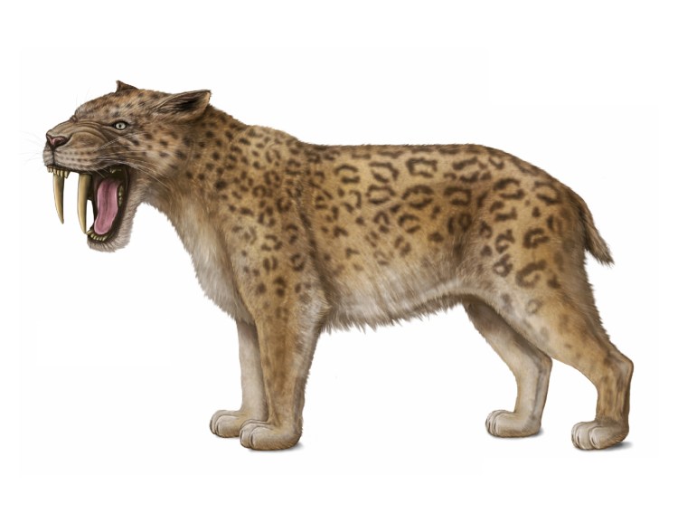 Смилодон и мегантереон