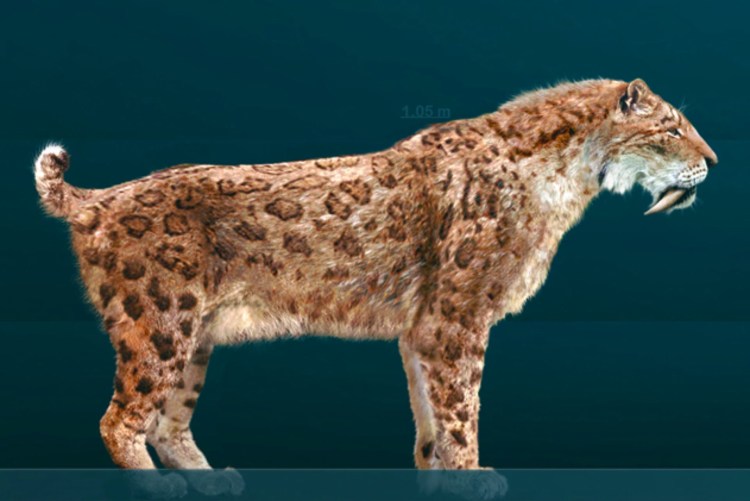 Саблезубый тигр