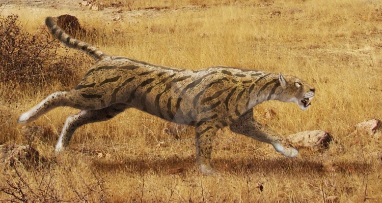 Смилодон Саблезубый