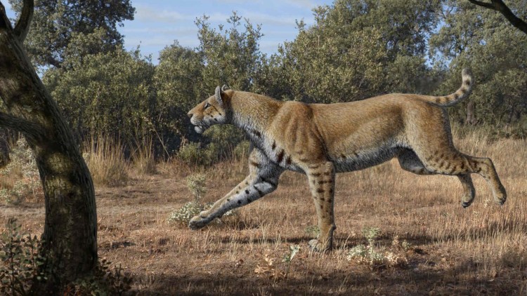 Махайрод Смилодон