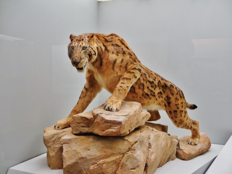 Махайрод Смилодон