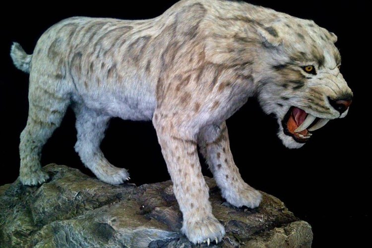 Cмилодон (Саблезубый тигр)