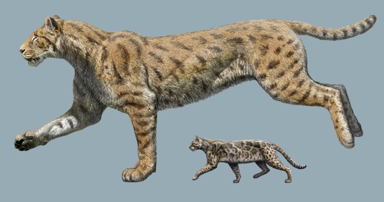Smilodon Fatalis