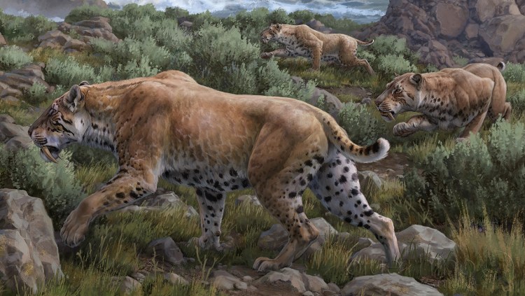 Cмилодон (Саблезубый тигр)