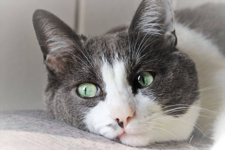 Обруч с кошачьими ушками