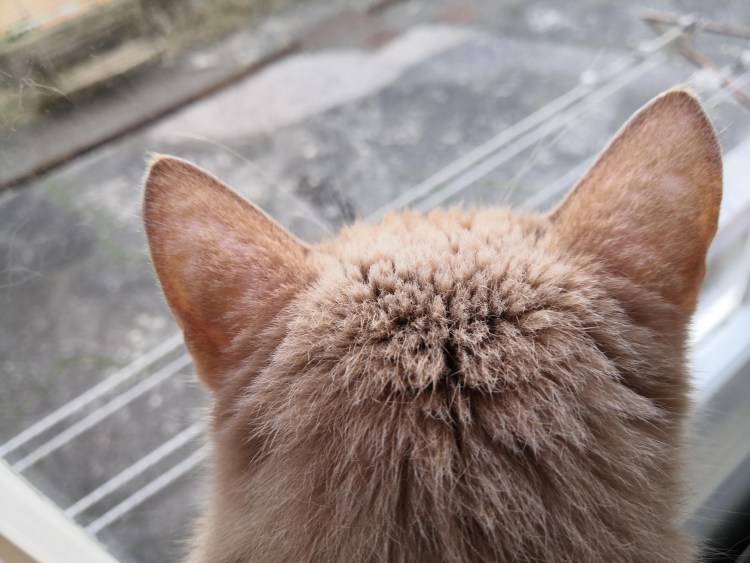 Кошачьи ушки ободок аниме