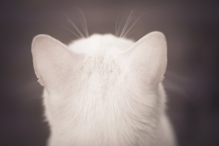 Кожаные ушки на ободке