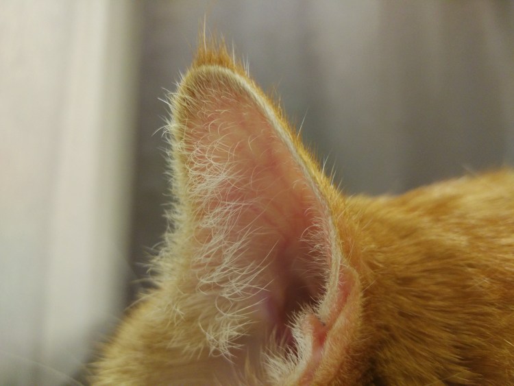 Рыжие кошачьи уши