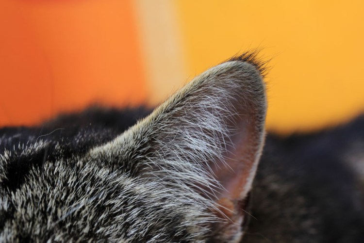 Коты с ушами