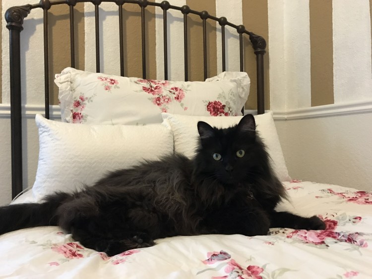 Порода кошки Келли