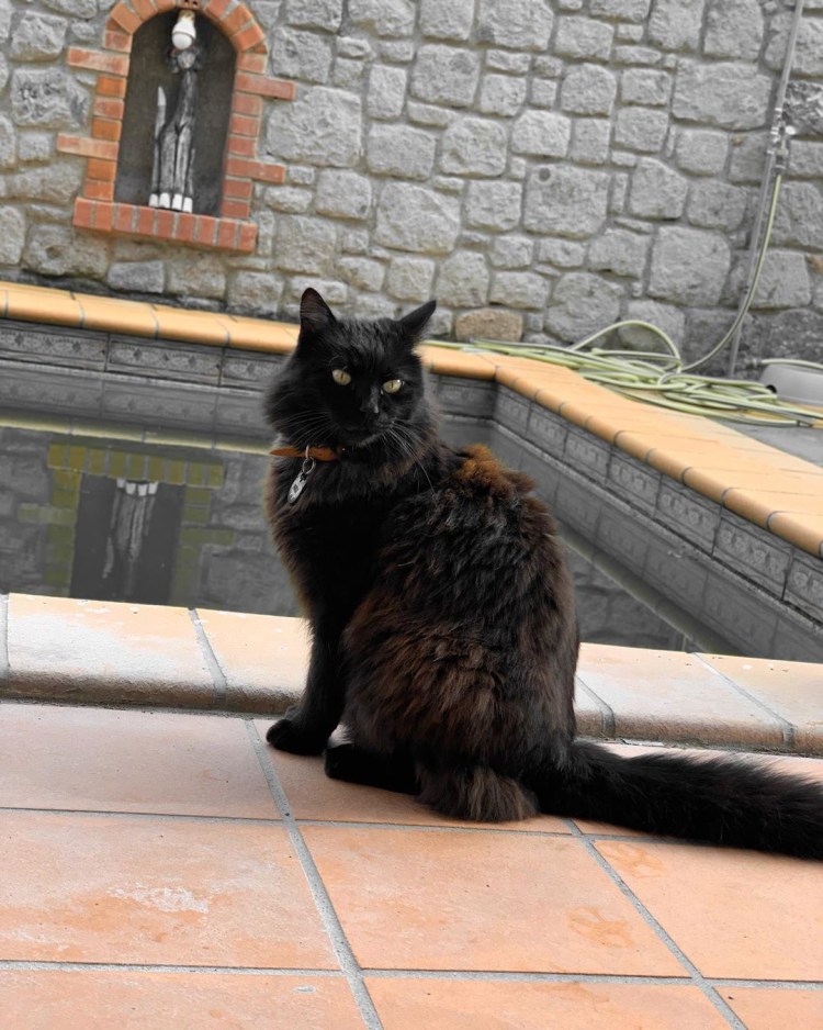 Шантильи Тиффани