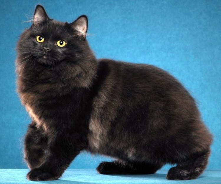 Шантильи Тиффани кошка