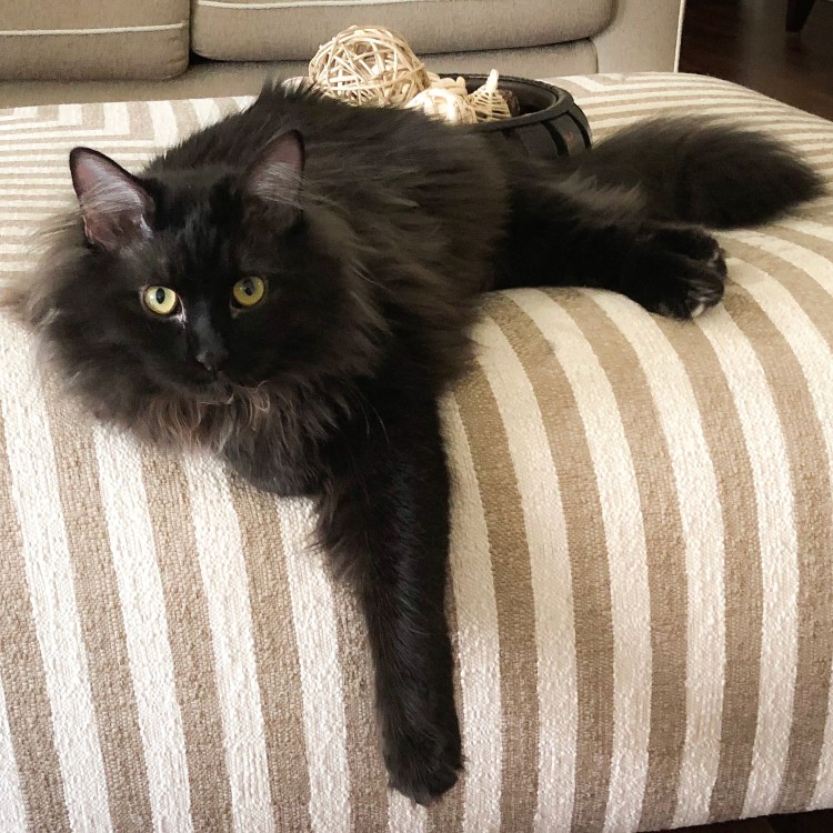 Шантильи Тиффани котята