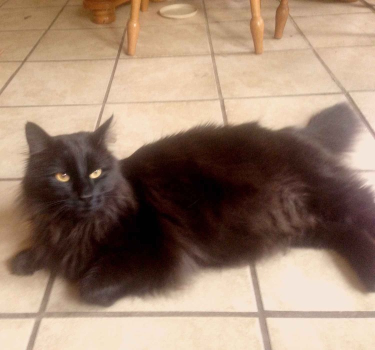 Шантильи Тиффани