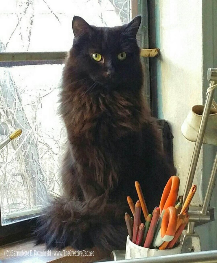 Шантильи кот