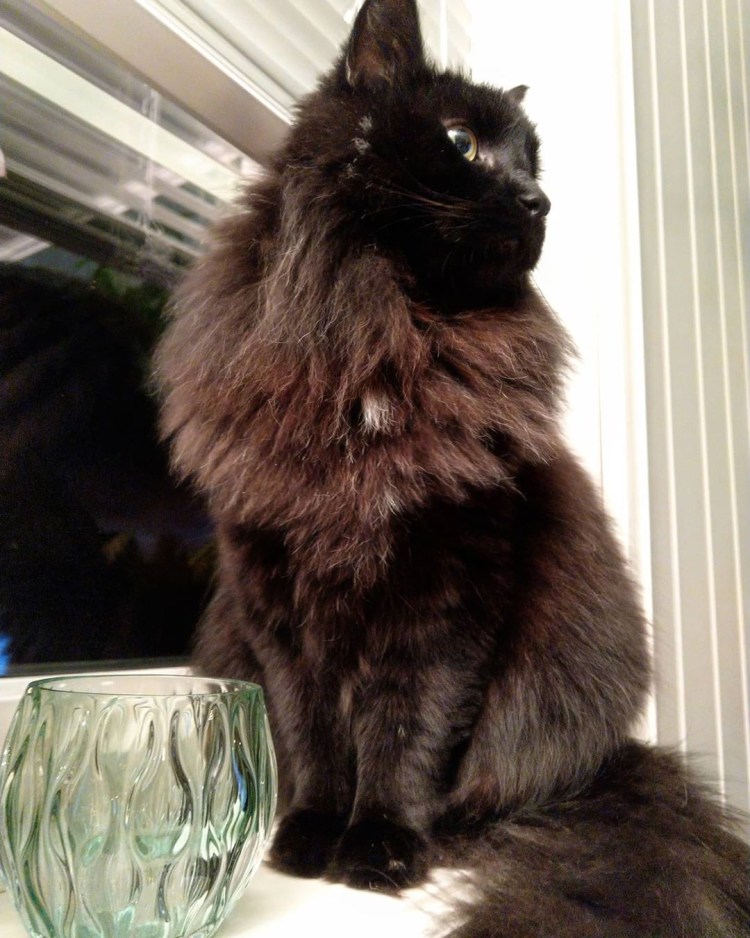 Черная длинношерстная шантильи Тиффани.